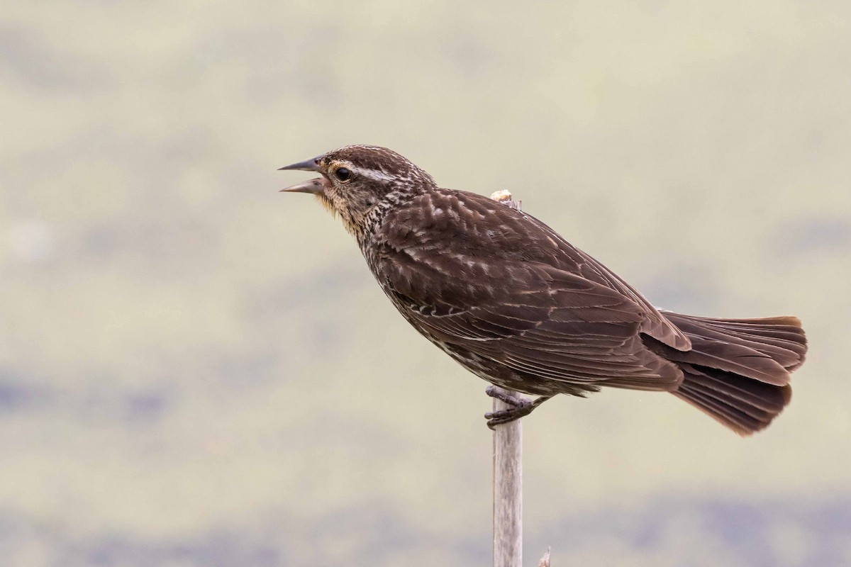 Red-winged Blackbird - ML259160731