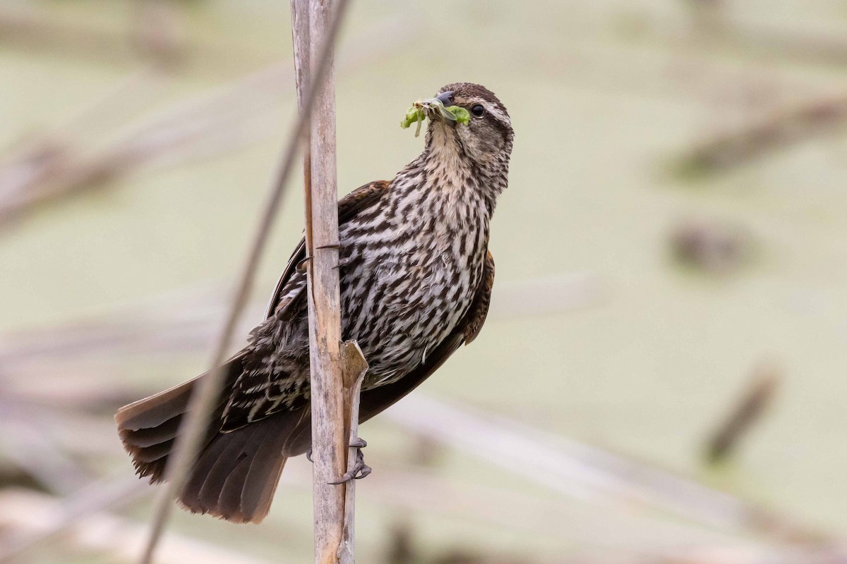 Red-winged Blackbird - ML259160741