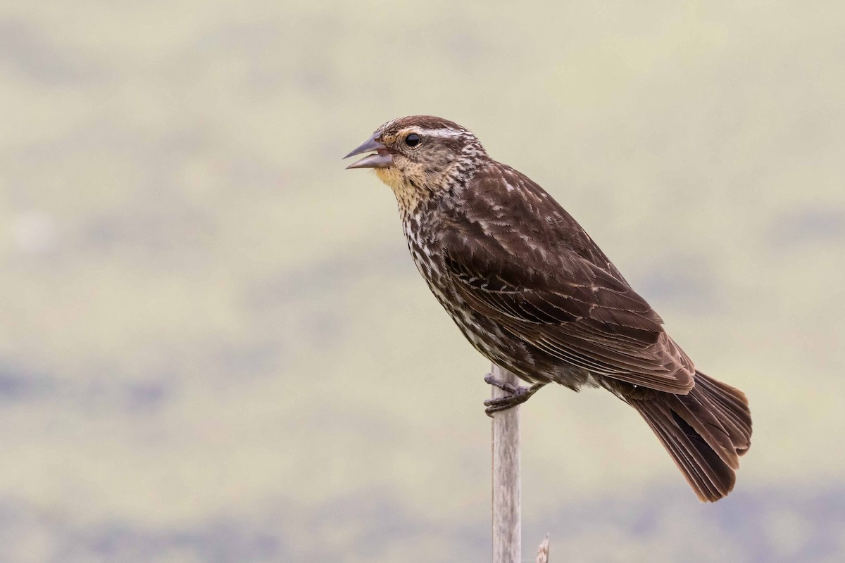 Red-winged Blackbird - ML259160751