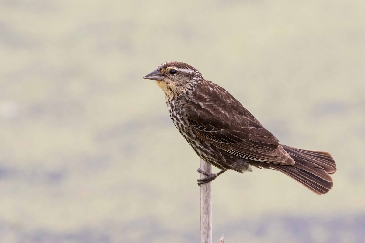 Red-winged Blackbird - ML259160761
