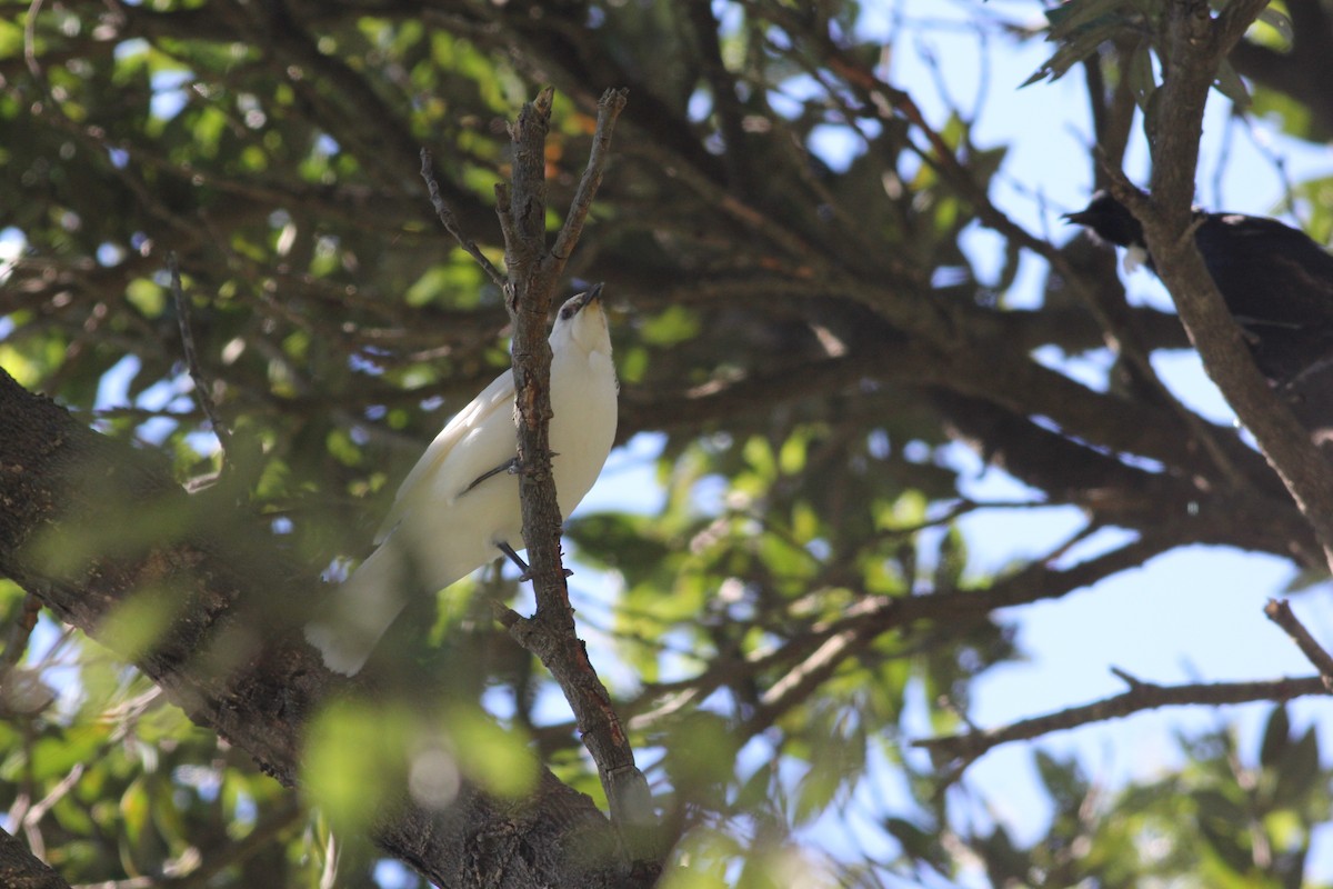 Tui - ML259161021