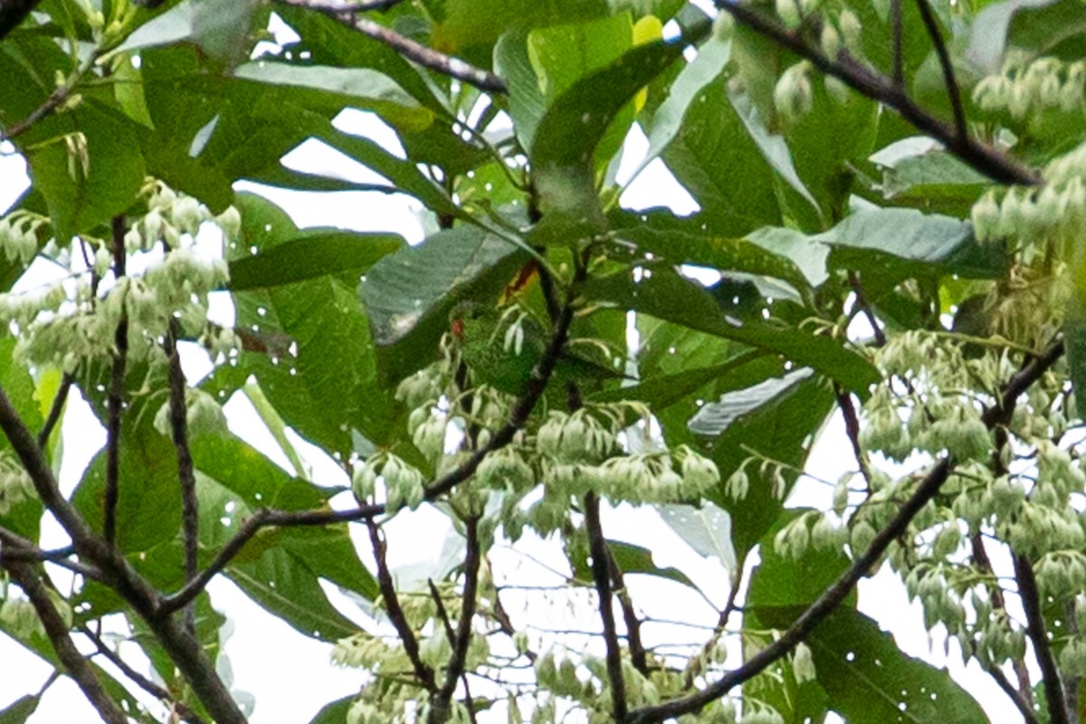 コシアカキスジインコ - ML259161261