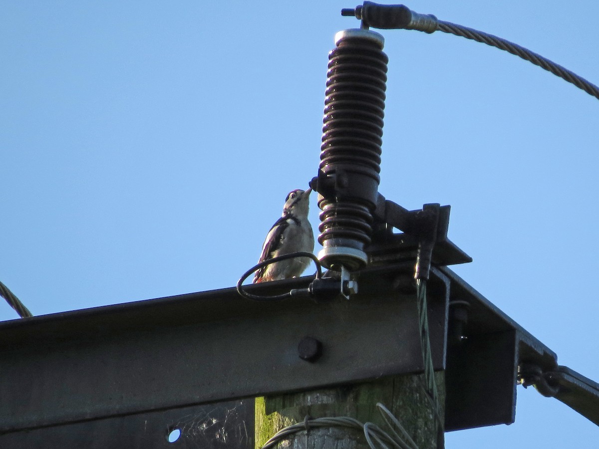 Great Spotted Woodpecker - ML259161881