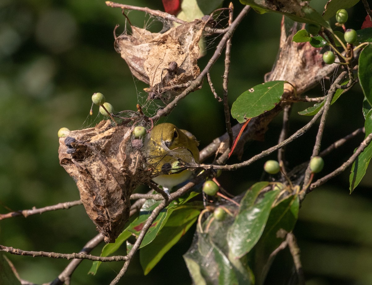 Vireo Gorjiamarillo - ML259162531