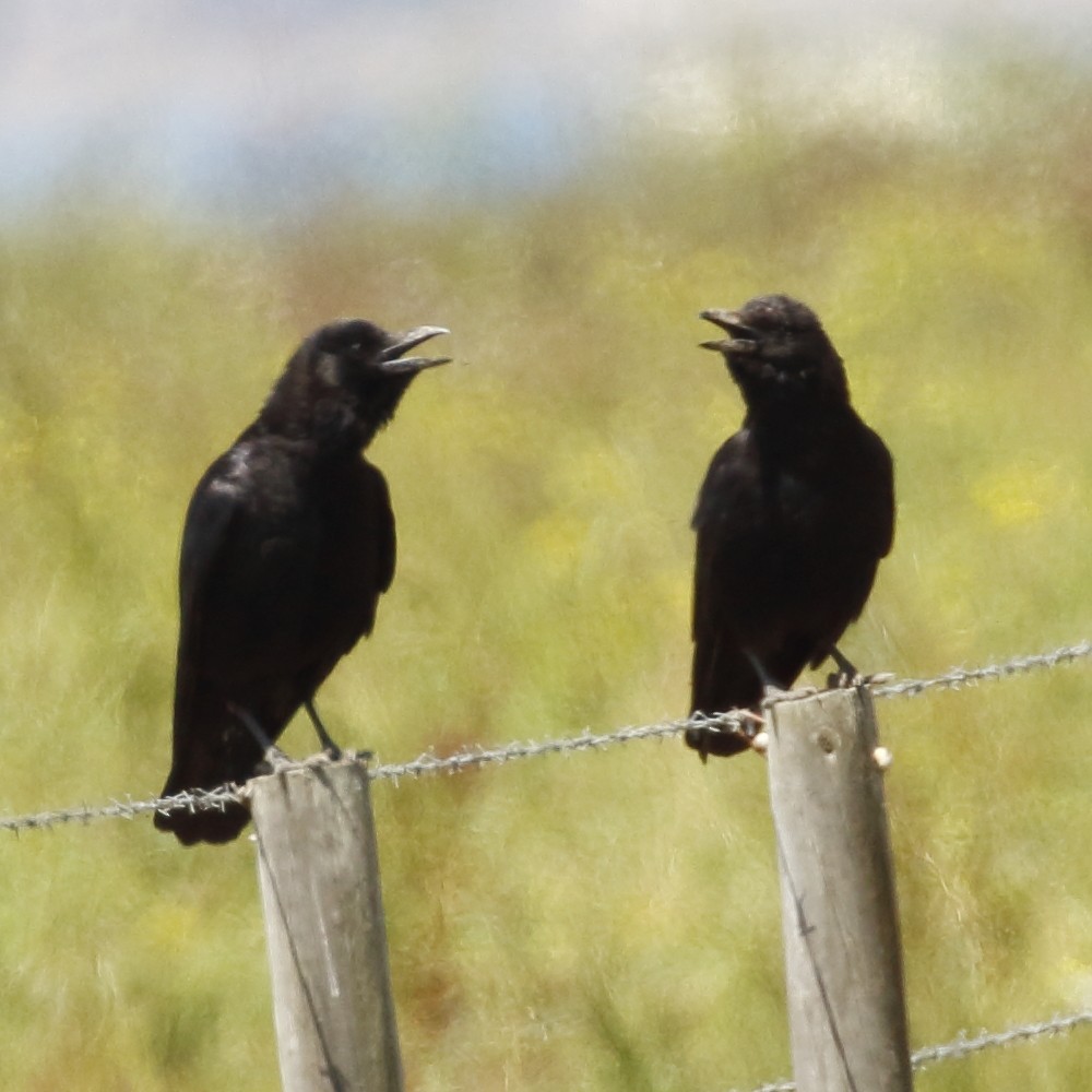 Carrion Crow - ML259164081