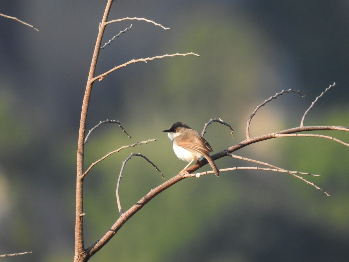 Gray-breasted Prinia - ML259164111