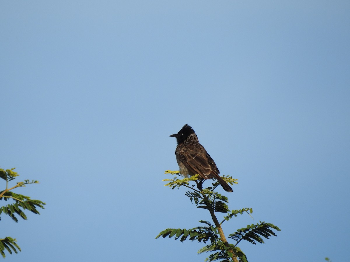 Red-vented Bulbul - ML259164191