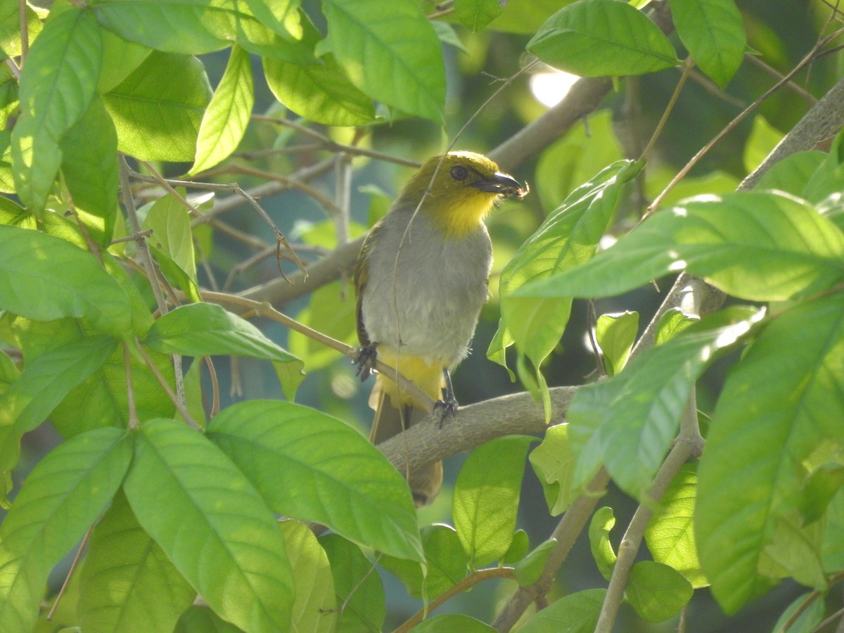 Yellow-throated Bulbul - ML259164251