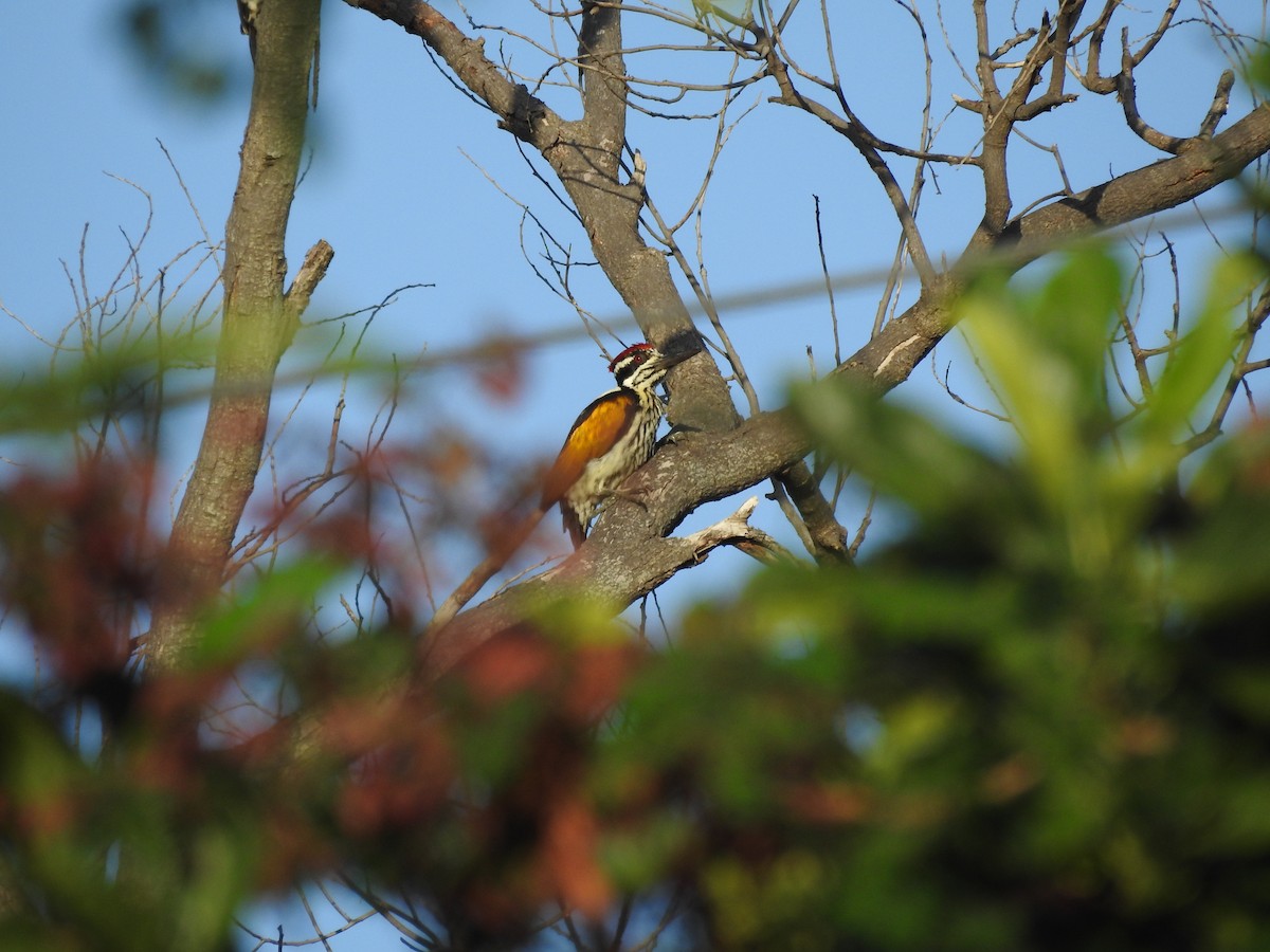 White-naped Woodpecker - ML259164371