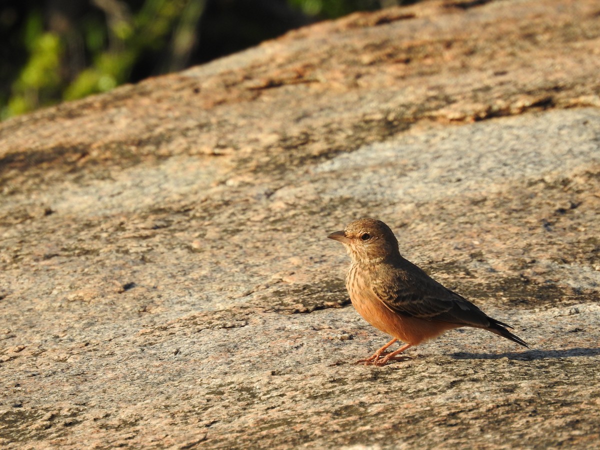 Rufous-tailed Lark - ML259164431