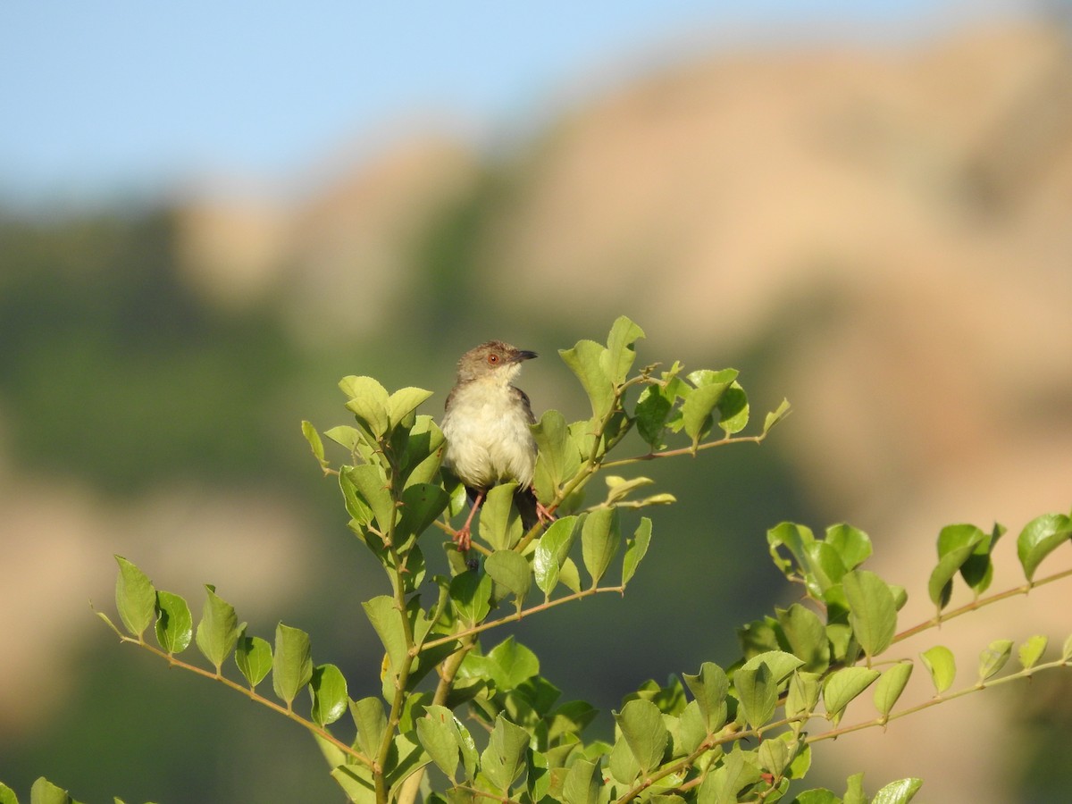 Jungle Prinia - ML259164481