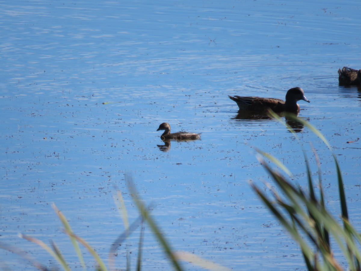 Pied-billed Grebe - ML259164711