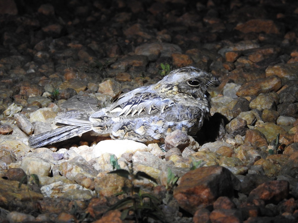 Indian Nightjar - ML259165371