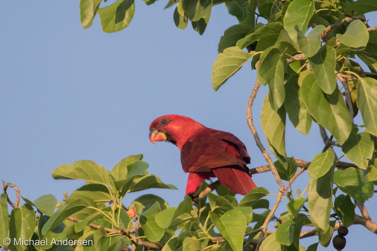 Cardinal Lory - ML25916671