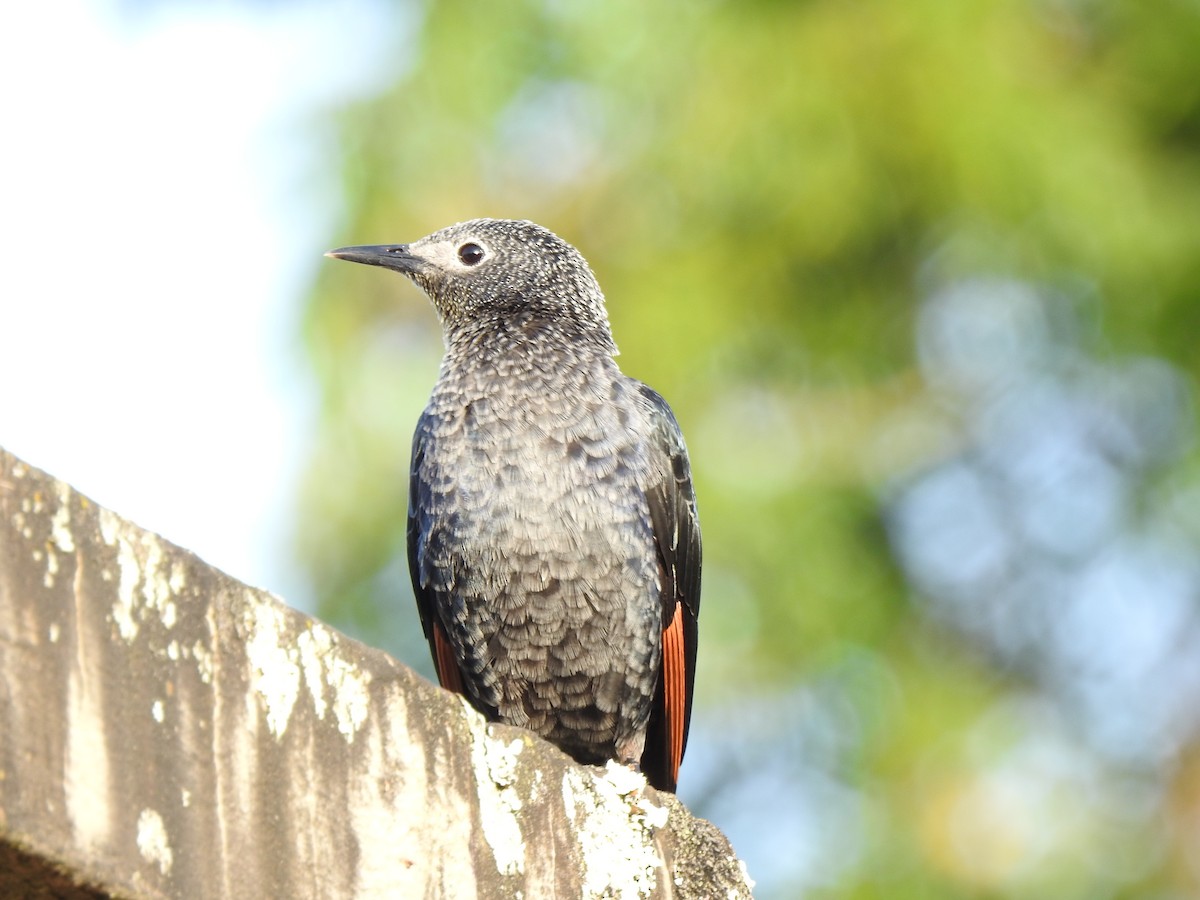 Slender-billed Starling - Daniel Abbott