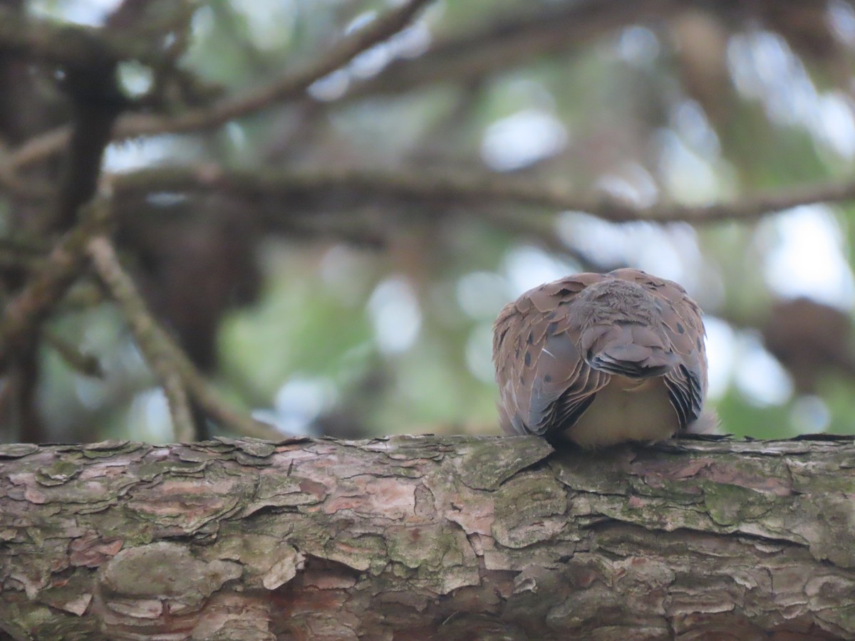Mourning Dove - ML259169461