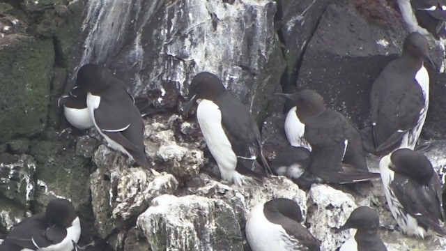 Guillemot de Brünnich - ML259169891