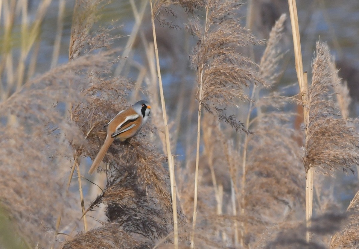 Bearded Reedling - ML259170821