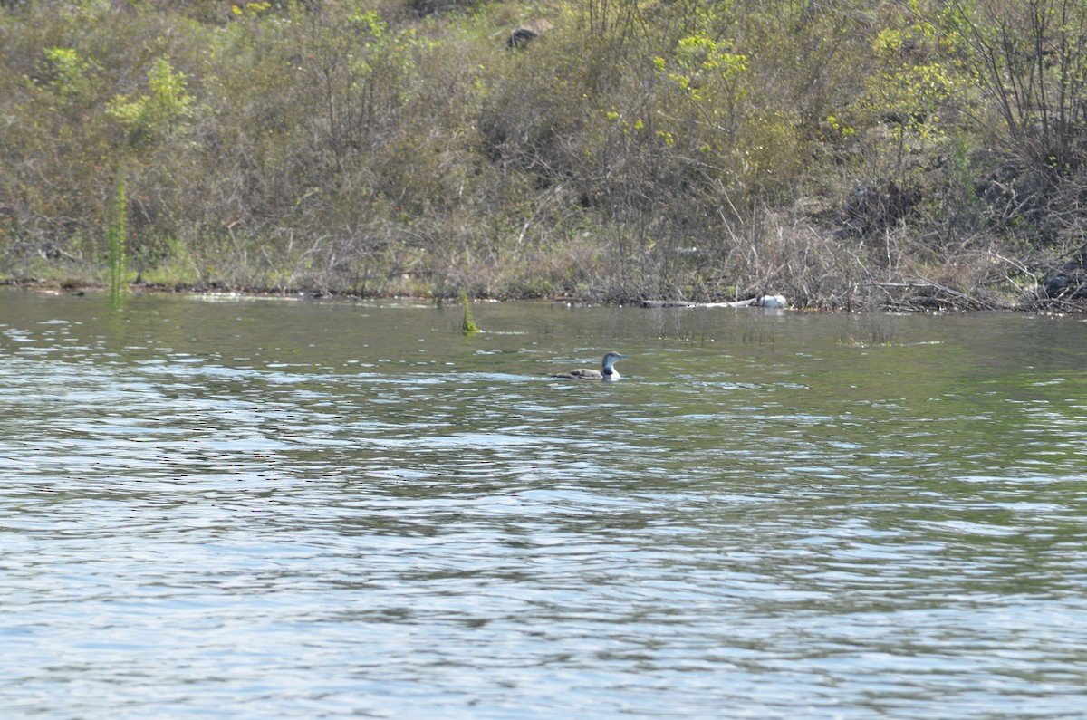 Common Loon - Cassandra Cullin