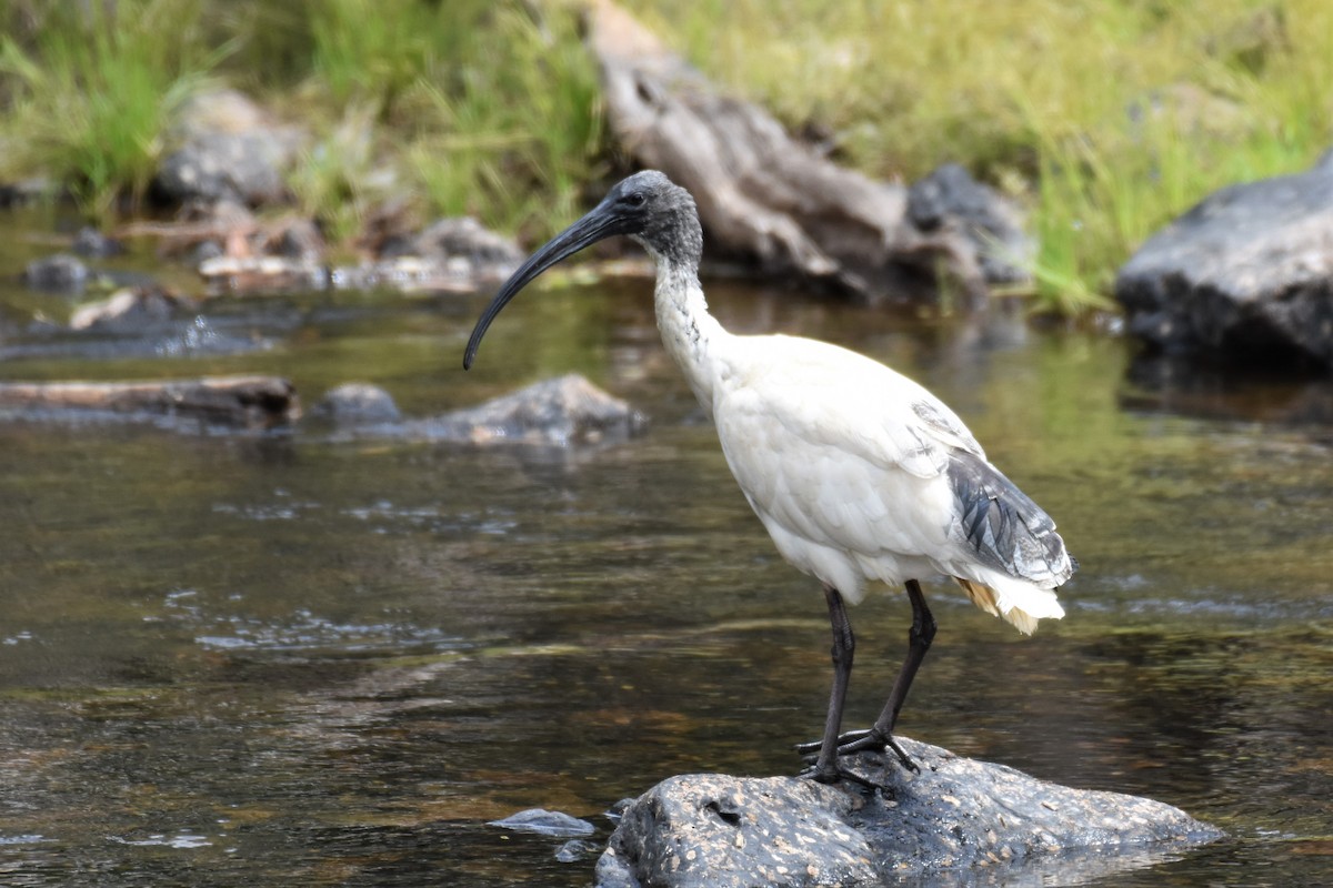 Ibis à cou noir - ML259171721