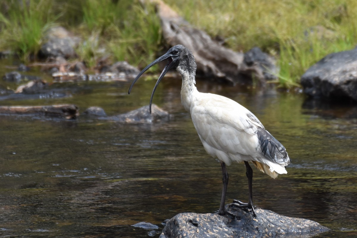 Ibis à cou noir - ML259171731