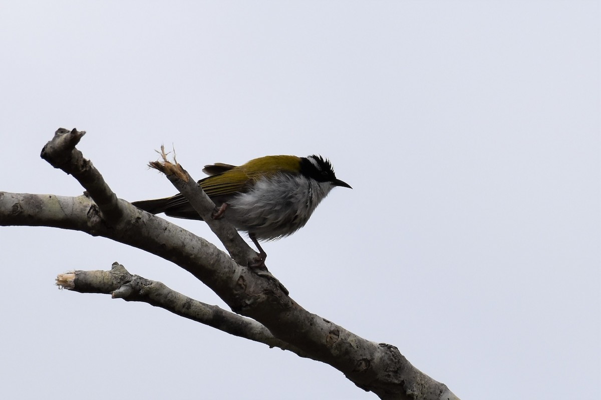 White-throated Honeyeater - ML259171951