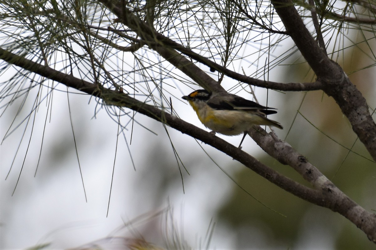 Pardalote à point jaune - ML259172021