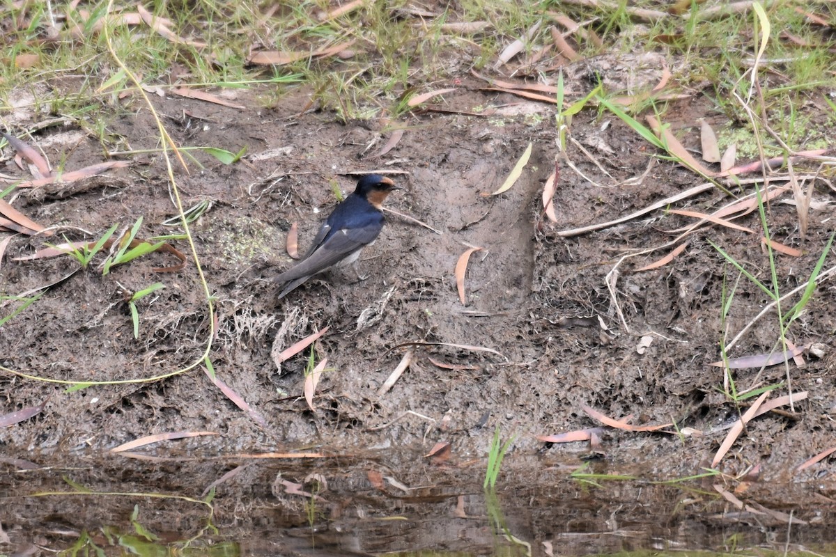 Hirondelle messagère - ML259172111