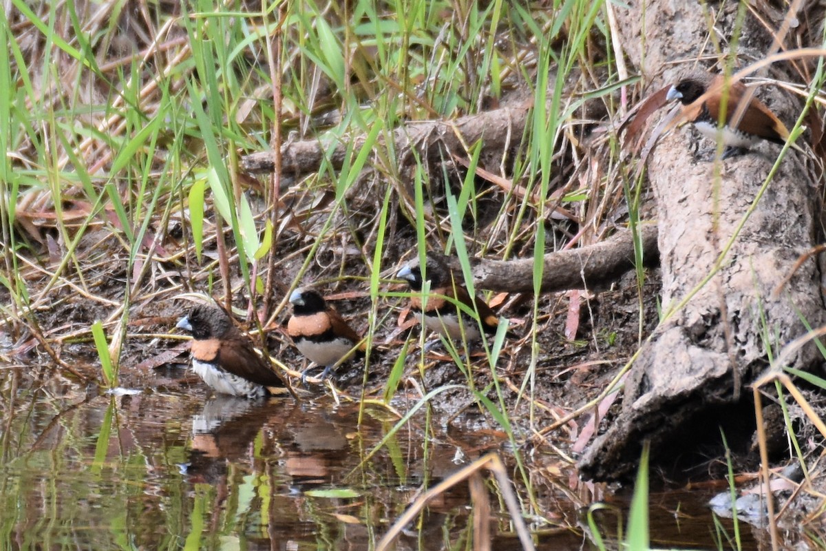 Chestnut-breasted Munia - ML259172211