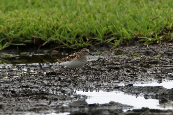 Least Sandpiper - Voicu Colceriu