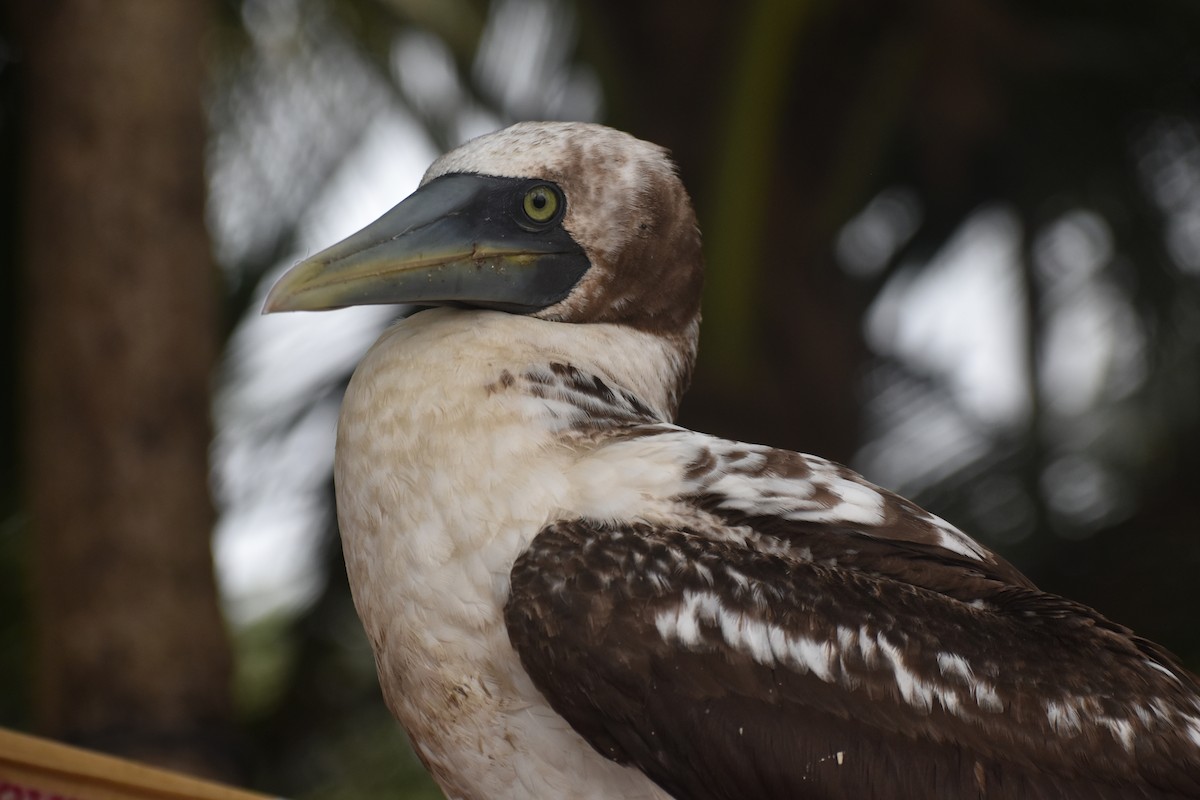 Masked Booby - ML259177131