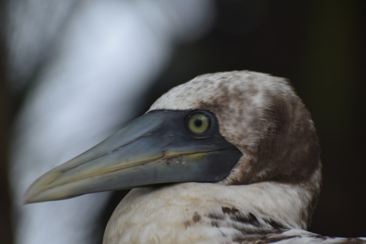 Masked Booby - ML259177651