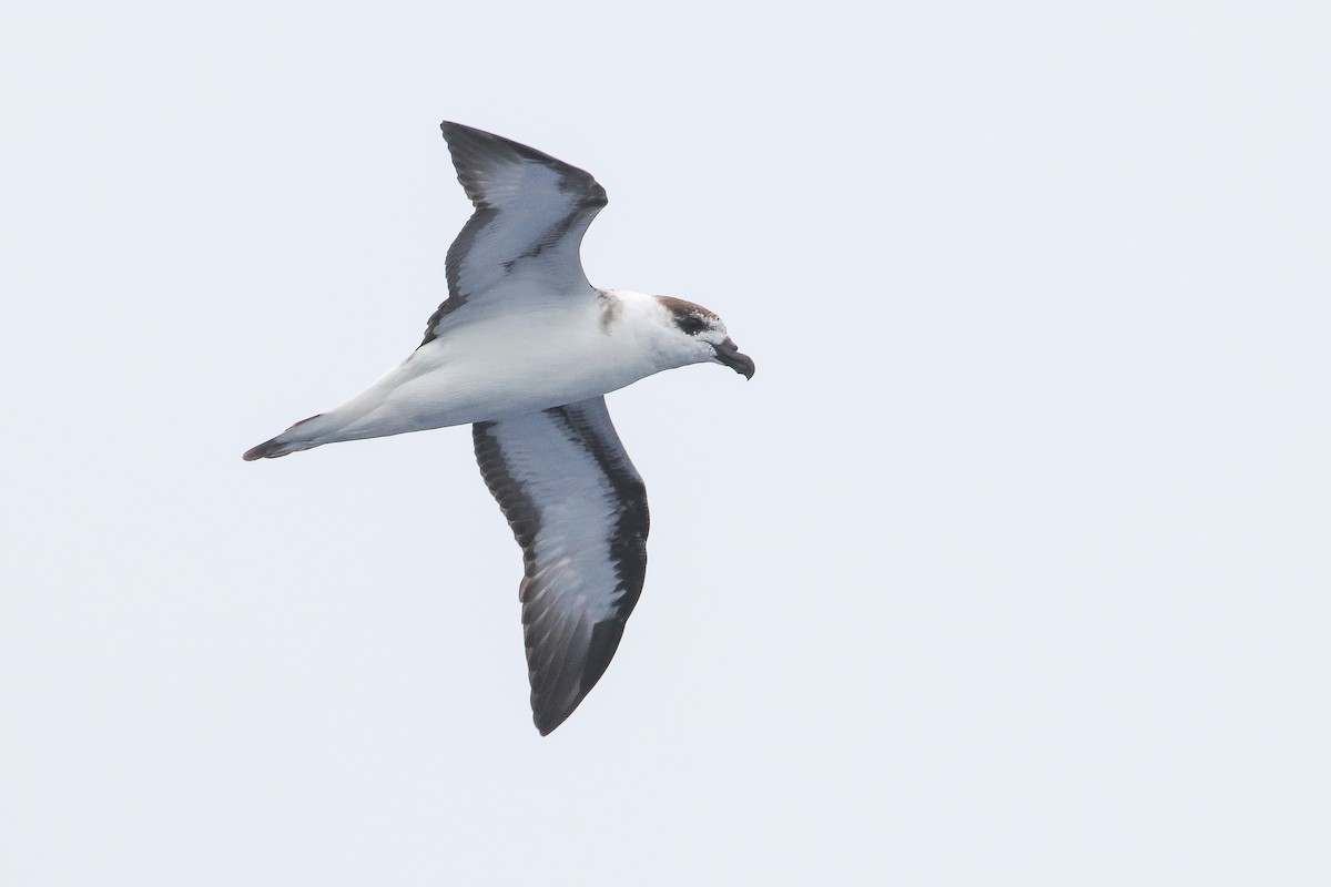 Petrel Antillano - ML259177681