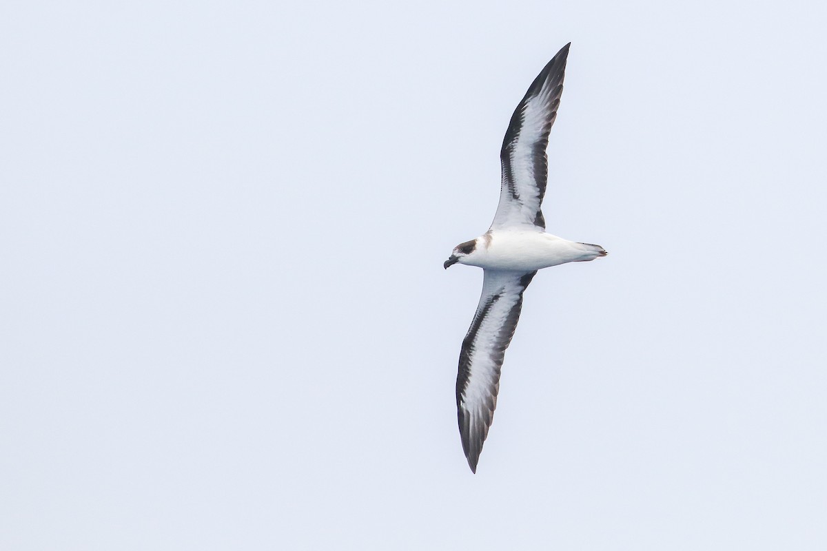 Petrel Antillano - ML259177691