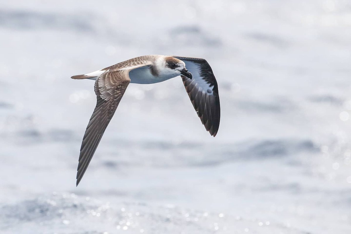 Petrel Antillano - ML259177741
