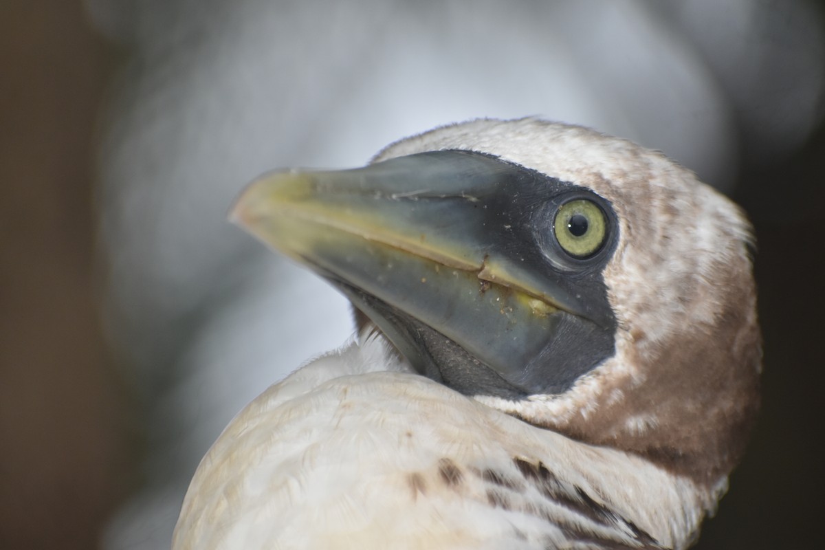 Masked Booby - ML259178291