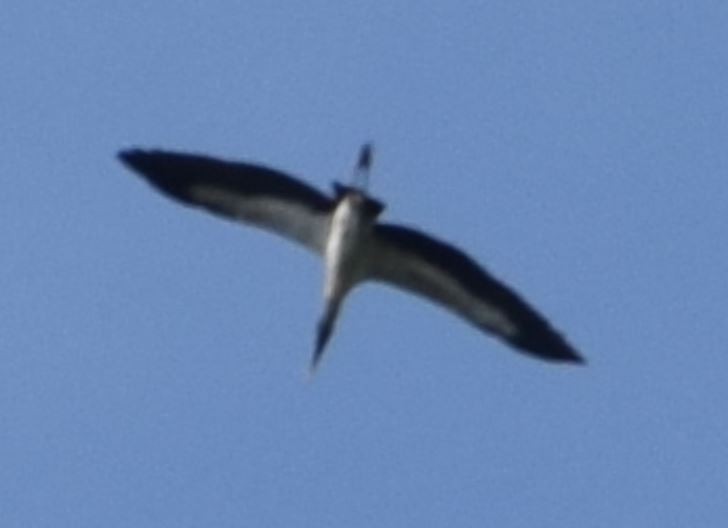 Wood Stork - ML259178481