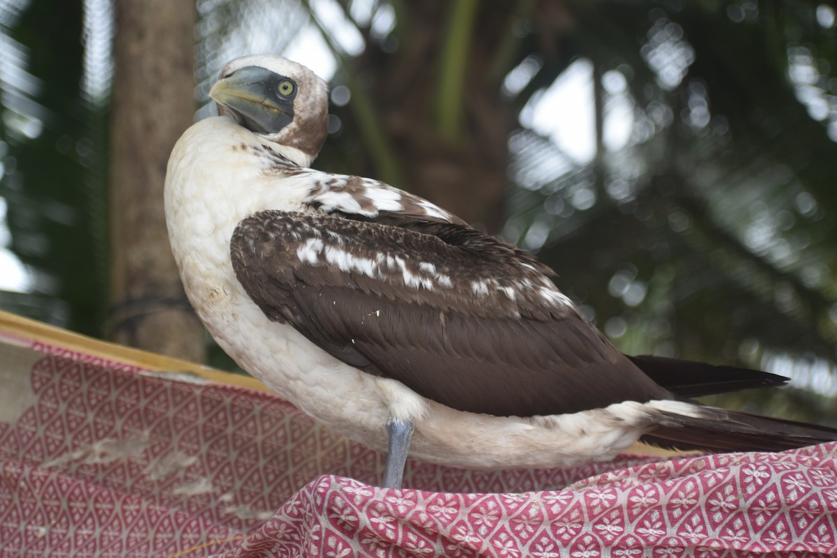 Masked Booby - ML259178731