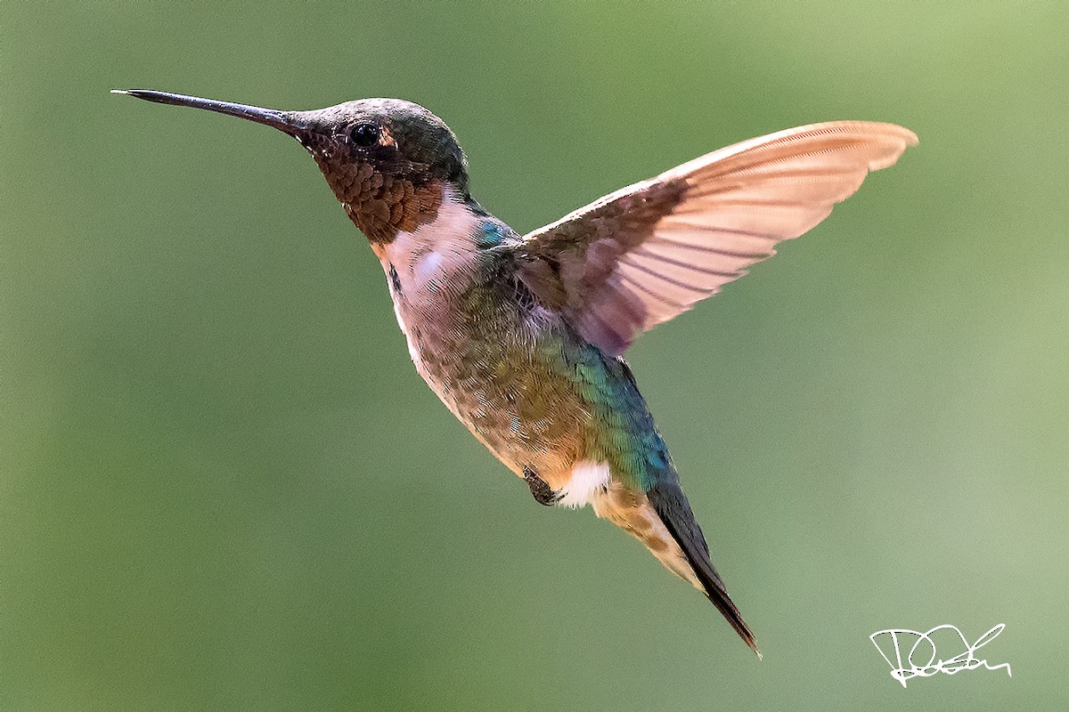 Ruby-throated Hummingbird - ML259179231