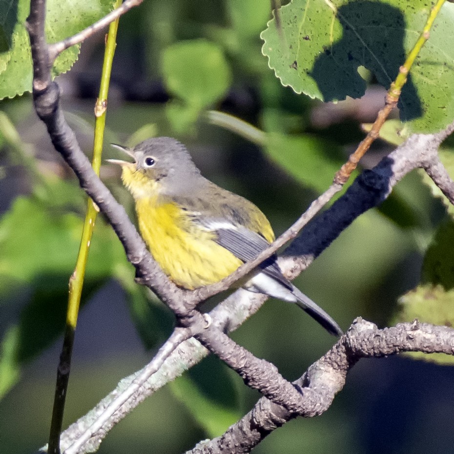 Magnolia Warbler - ML259179251