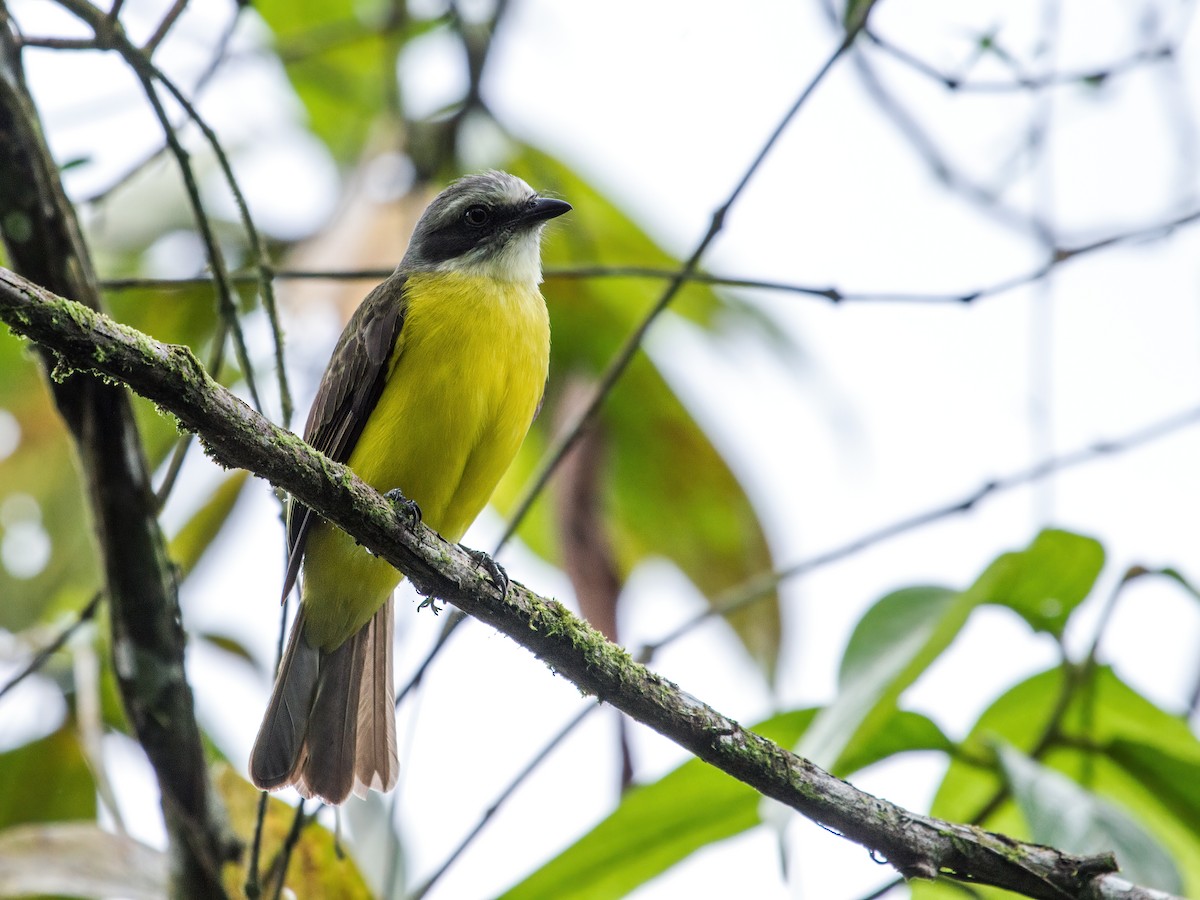 Gray-capped Flycatcher - ML259179851