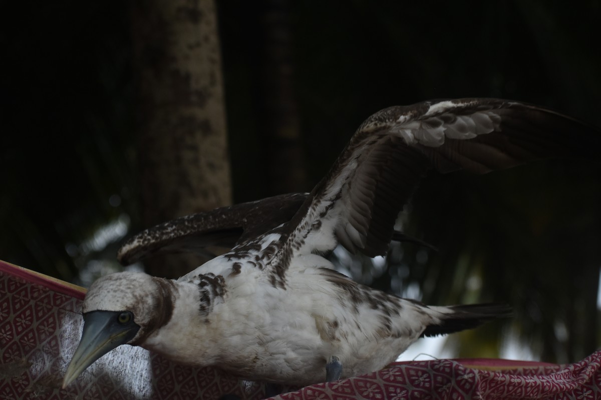 Masked Booby - ML259181001