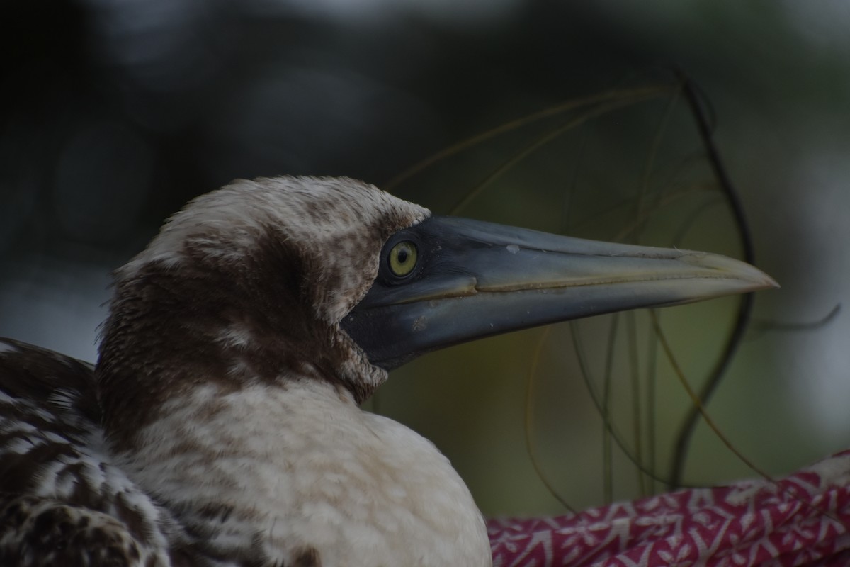 Masked Booby - ML259181781