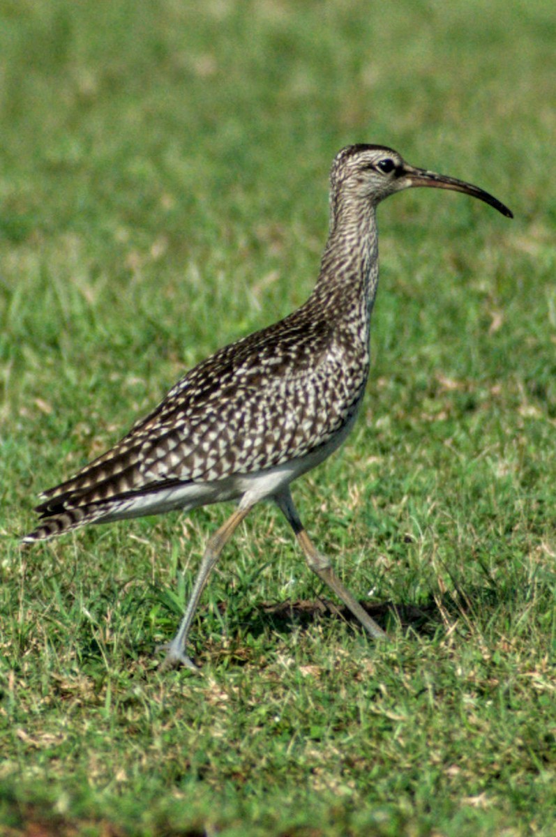 Whimbrel - ML259183191