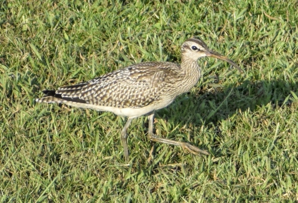 Whimbrel - Jageshwer verma