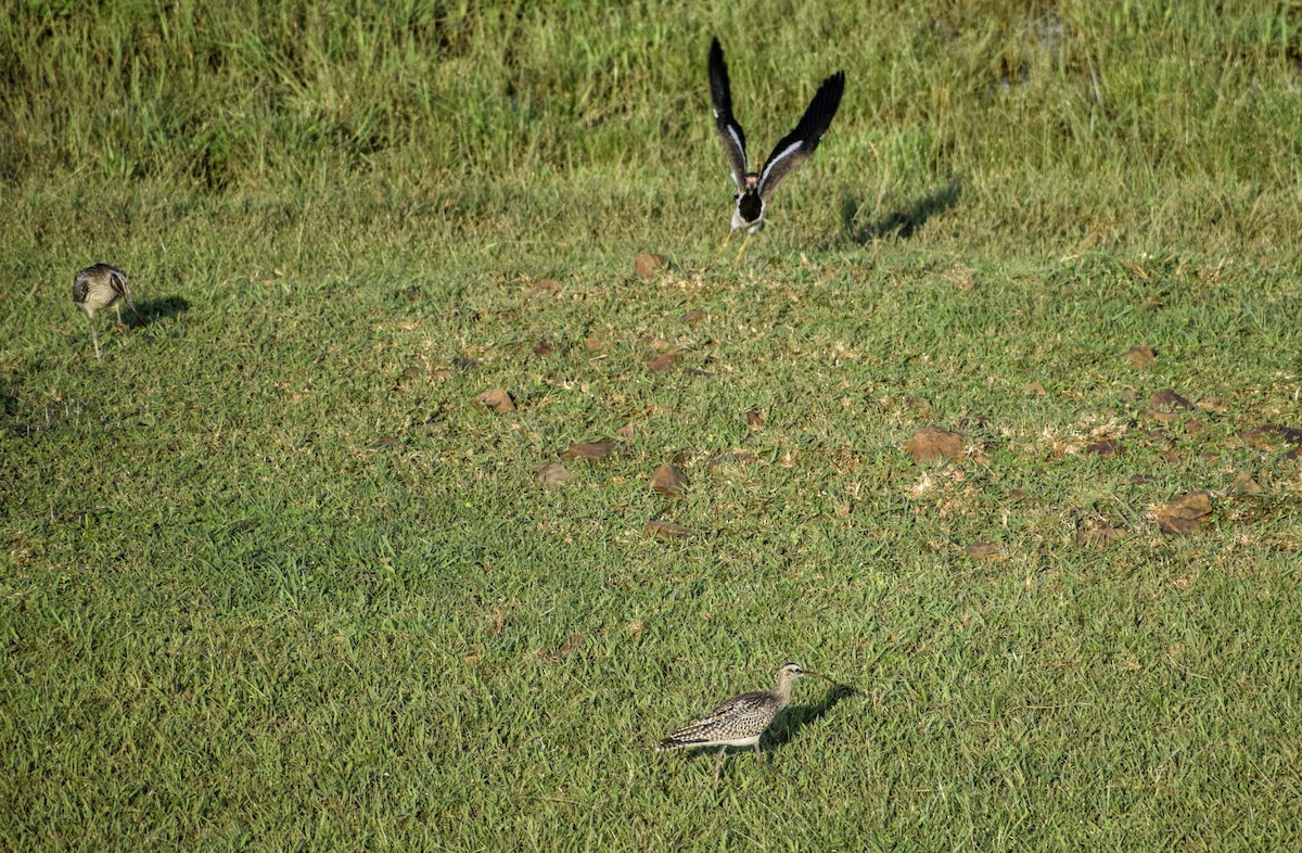 Whimbrel - Jageshwer verma