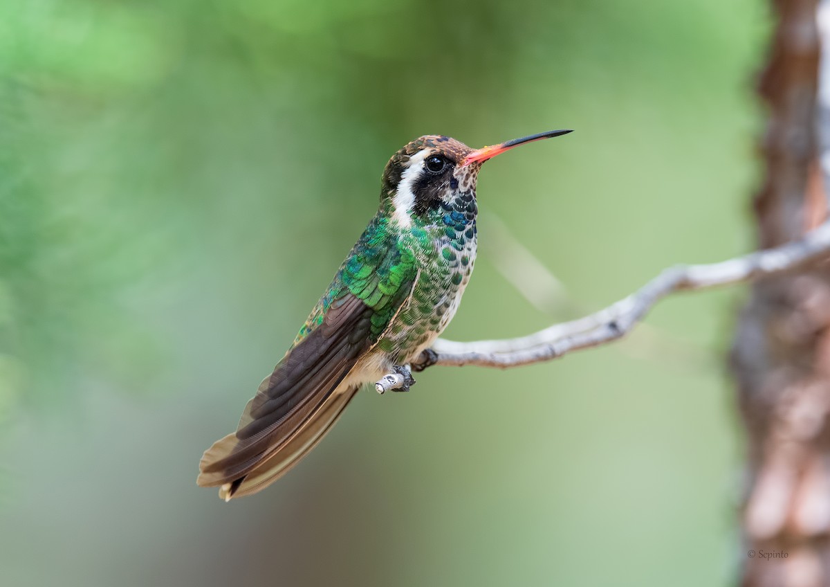 White-eared Hummingbird - ML259183911