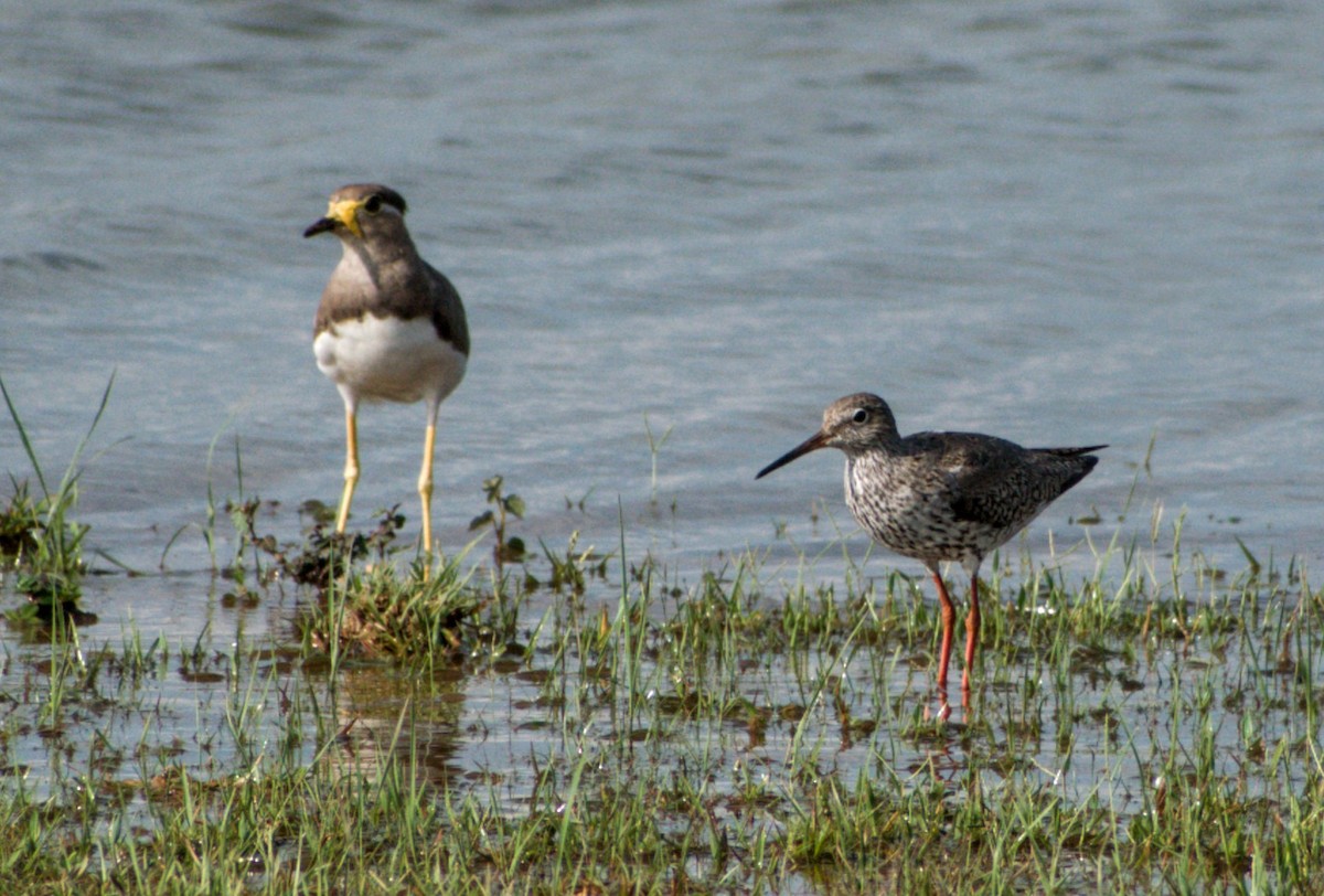 Common Redshank - Jageshwer verma