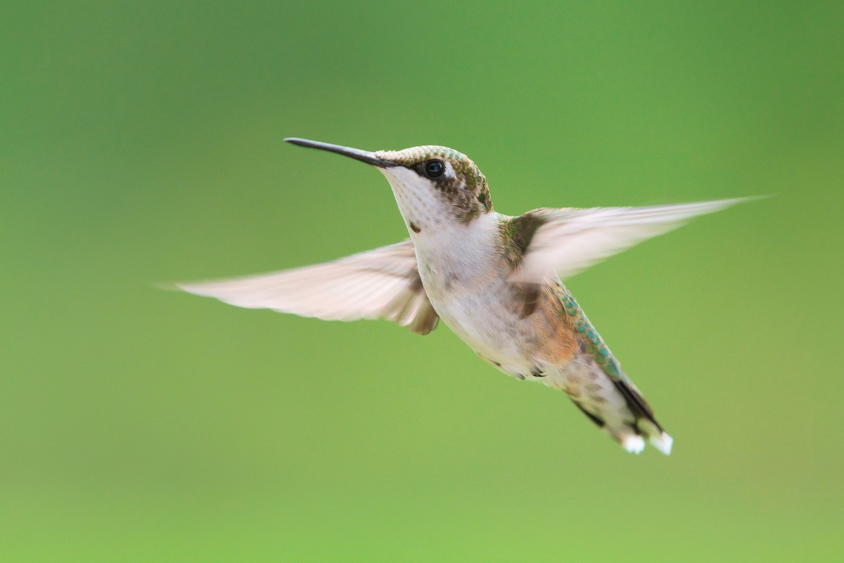 Ruby-throated Hummingbird - ML259186031