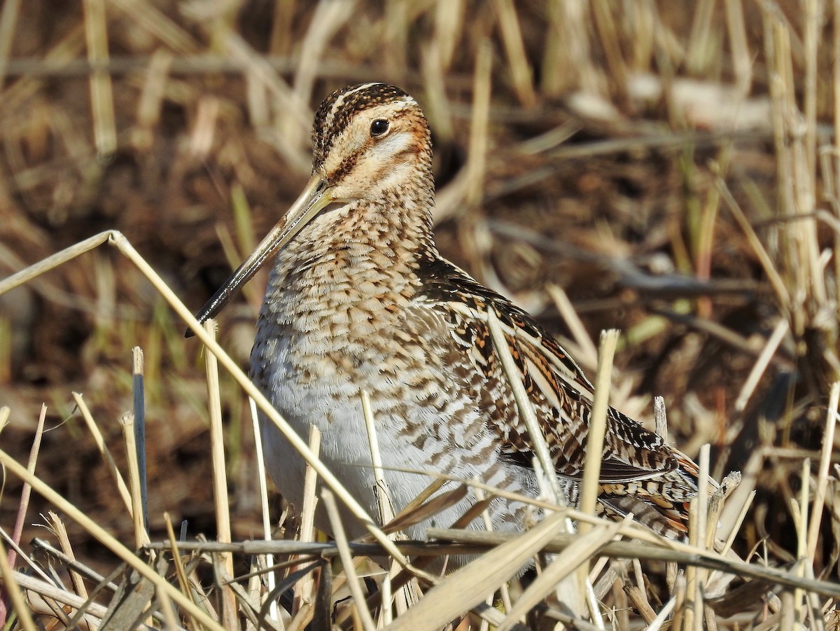 Wilson's Snipe - ML25918751